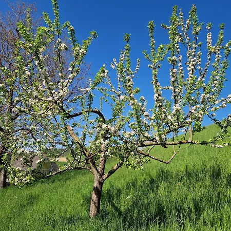 Apartamento Zum Caphenstain *